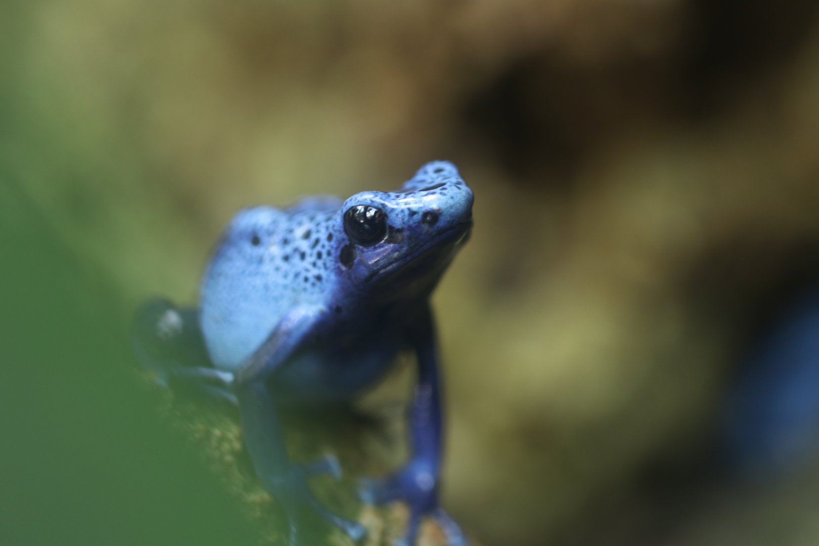 Blue poison dart frog