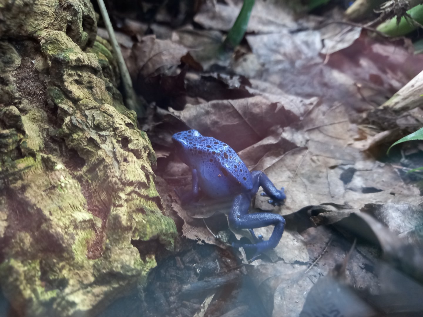 Blue Poison Dart Frog