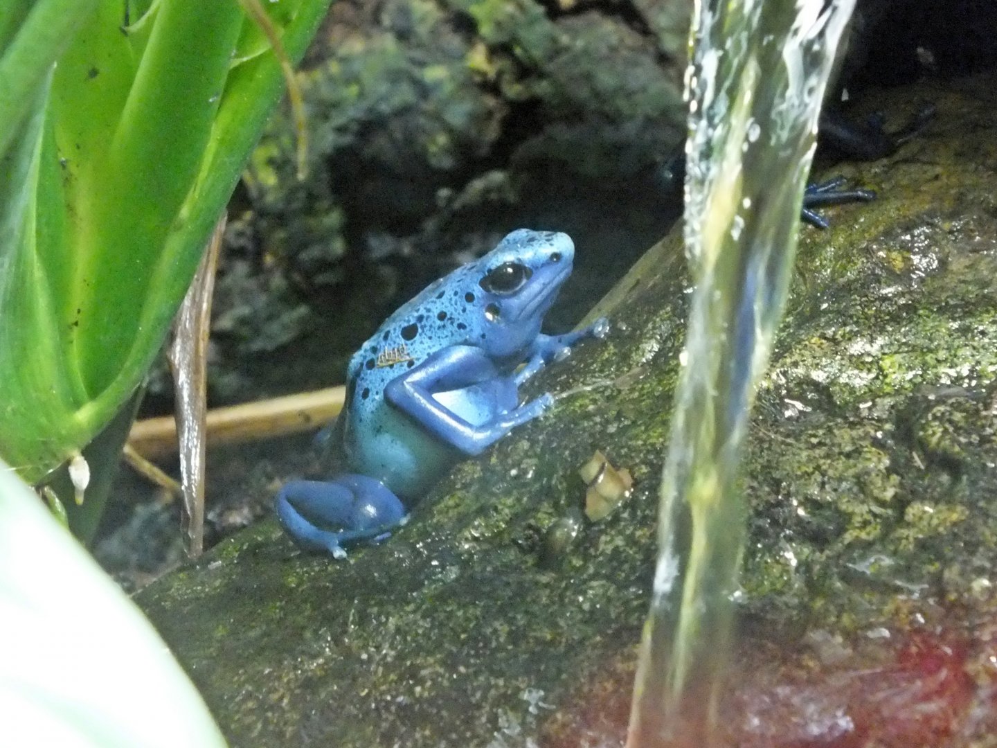 Blue poison-dart frog