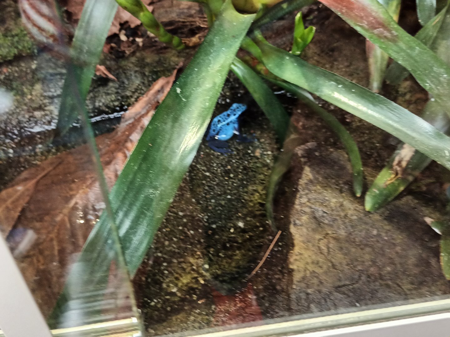 Blue poison dart Frog
