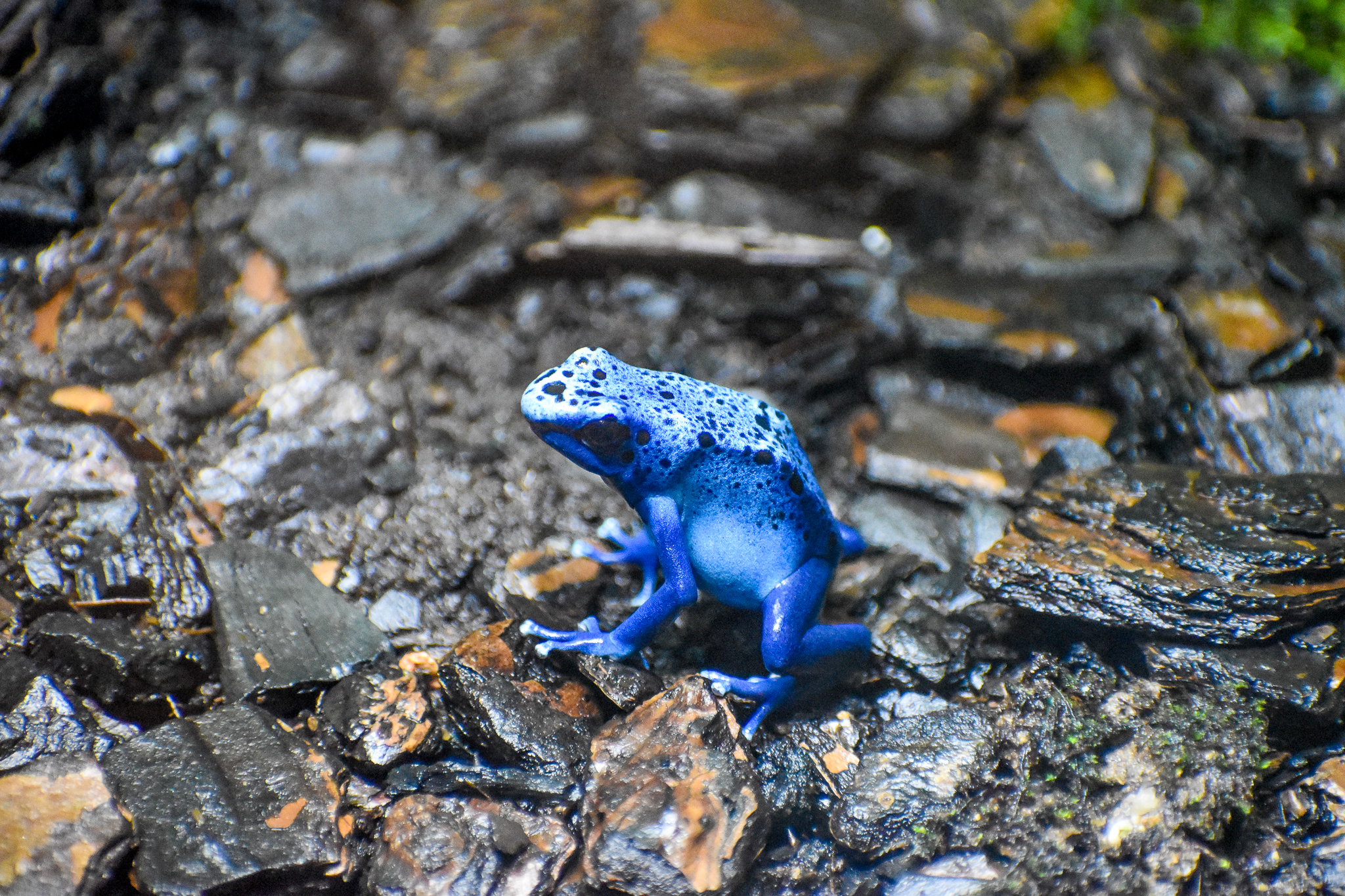 Blue Poison Dart Frog