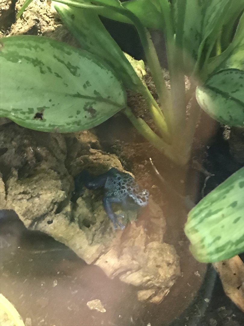 Blue poison dart frog