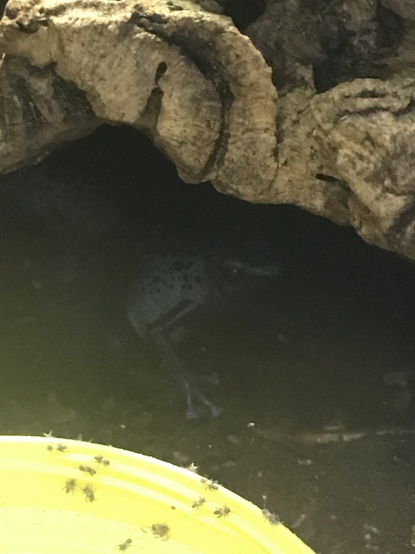 Blue poison dart frog