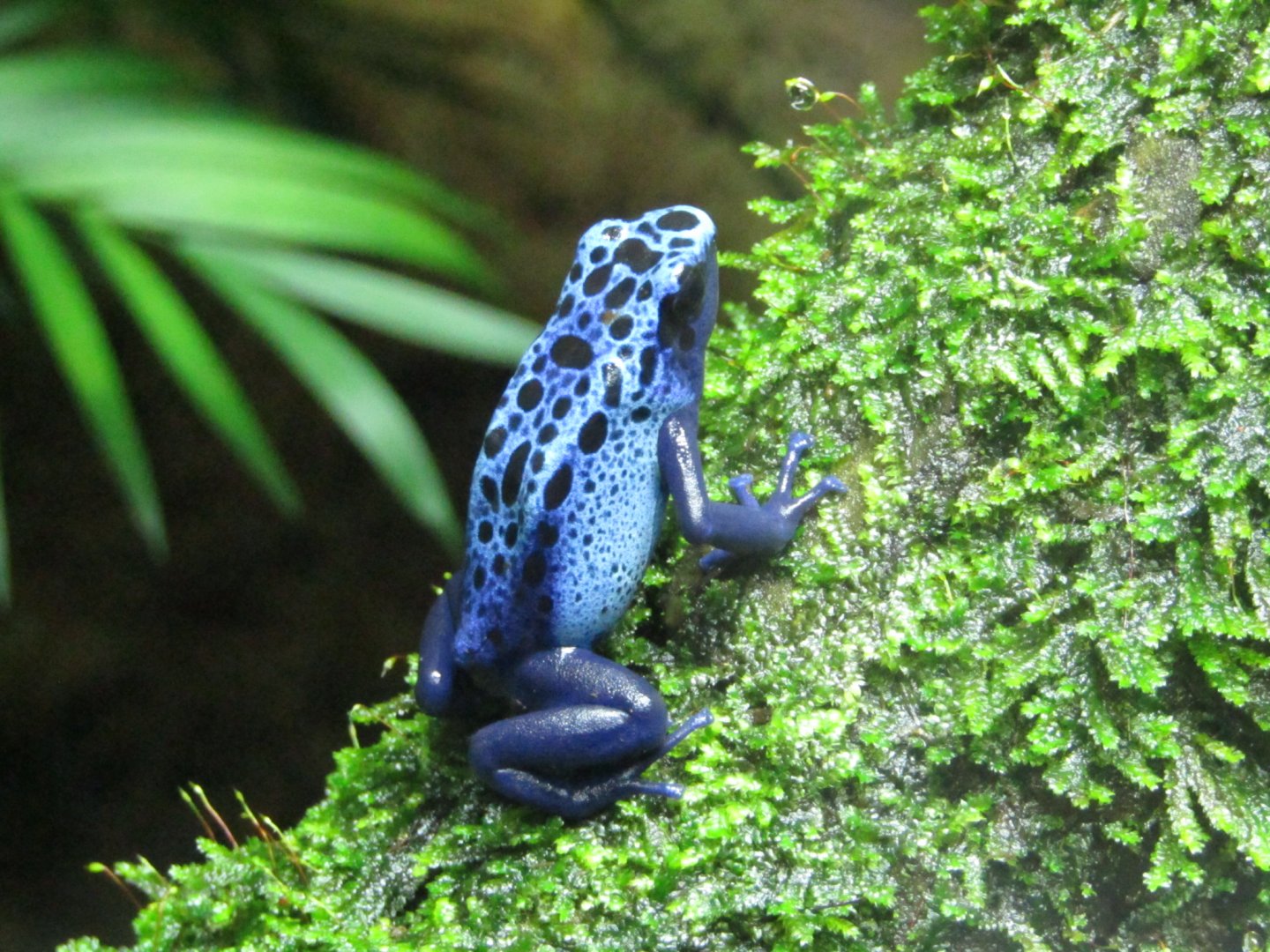 Blue Poison Dart Frog