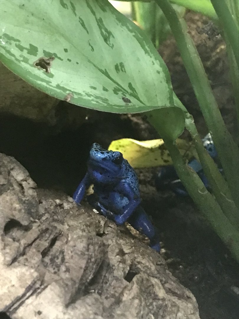 Blue poison dart frog