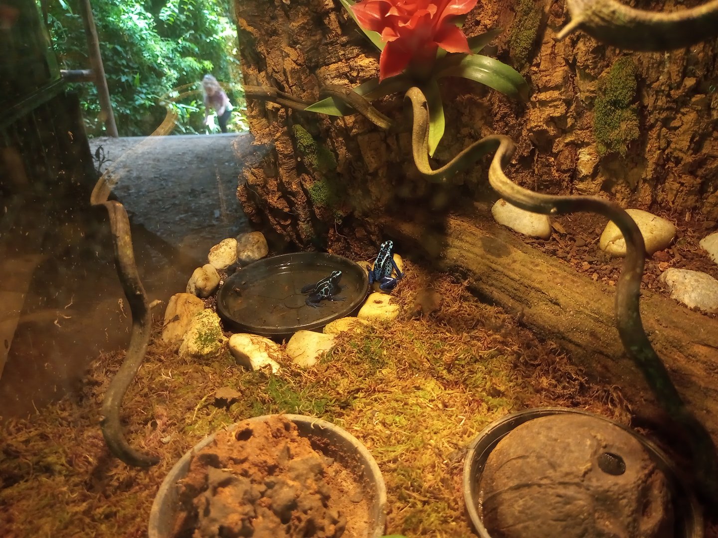 Blue Poison dart frog