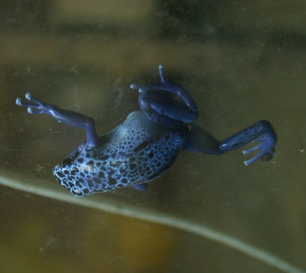 Blue poison dart frog