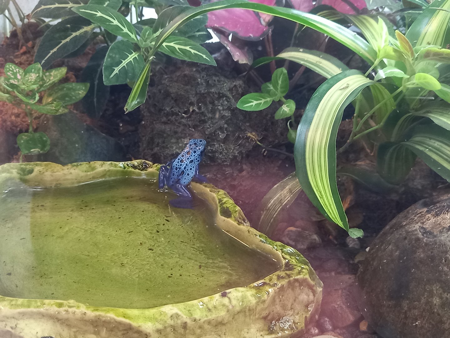 Blue Poison Dart Frog