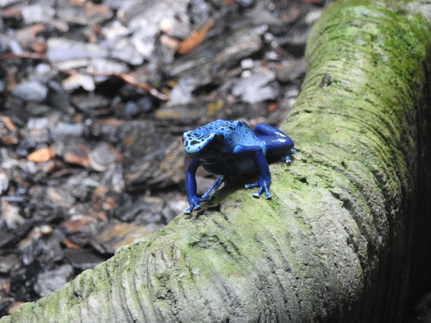 Blue Poison Dart-Frog