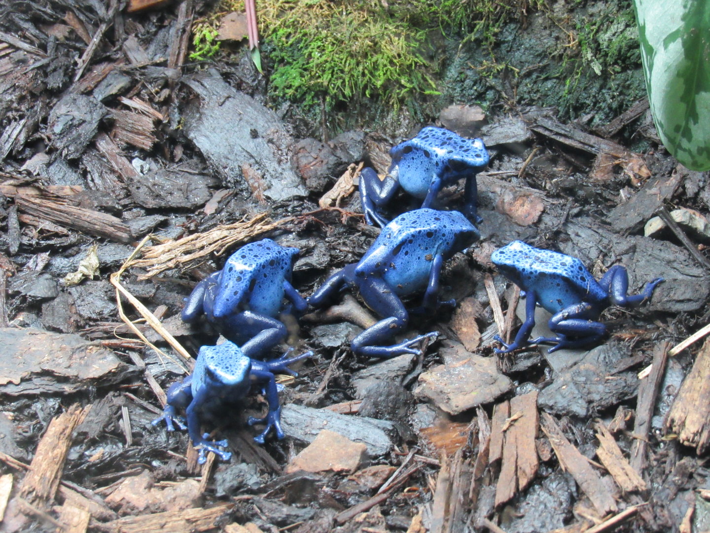 Blue Poison Dart Frog