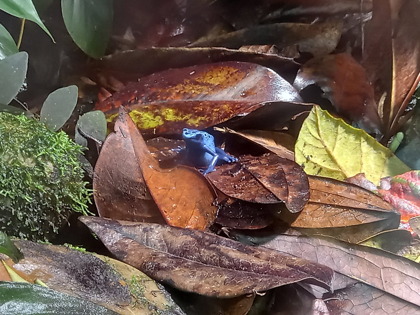 Blue Poison Dart Frog