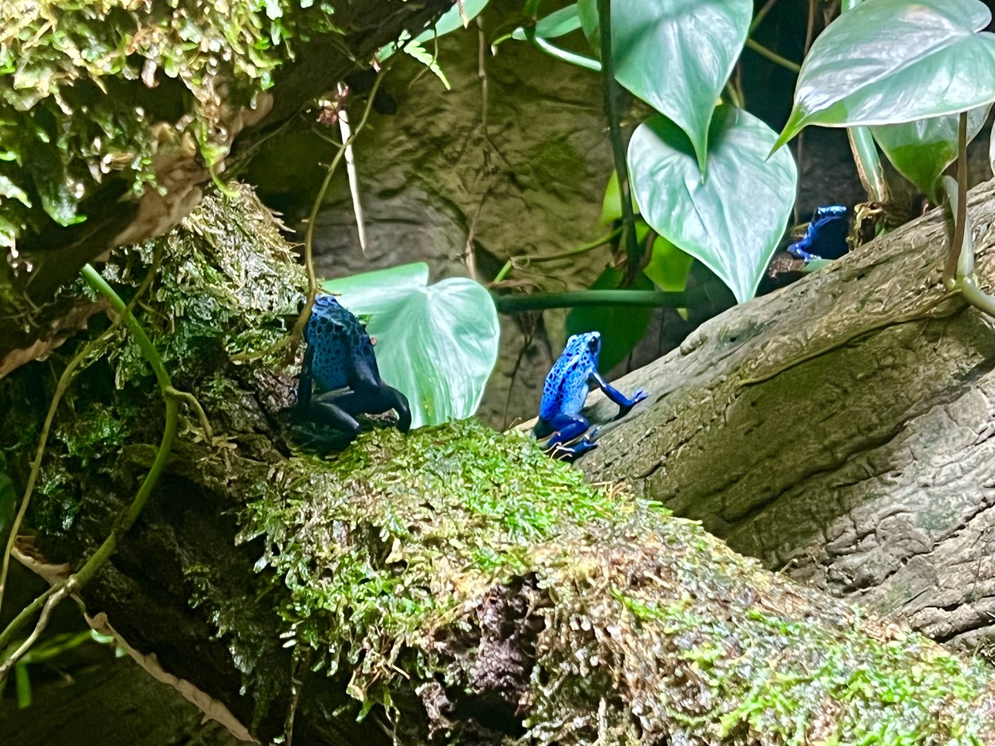 Blue Poison Dart Frog
