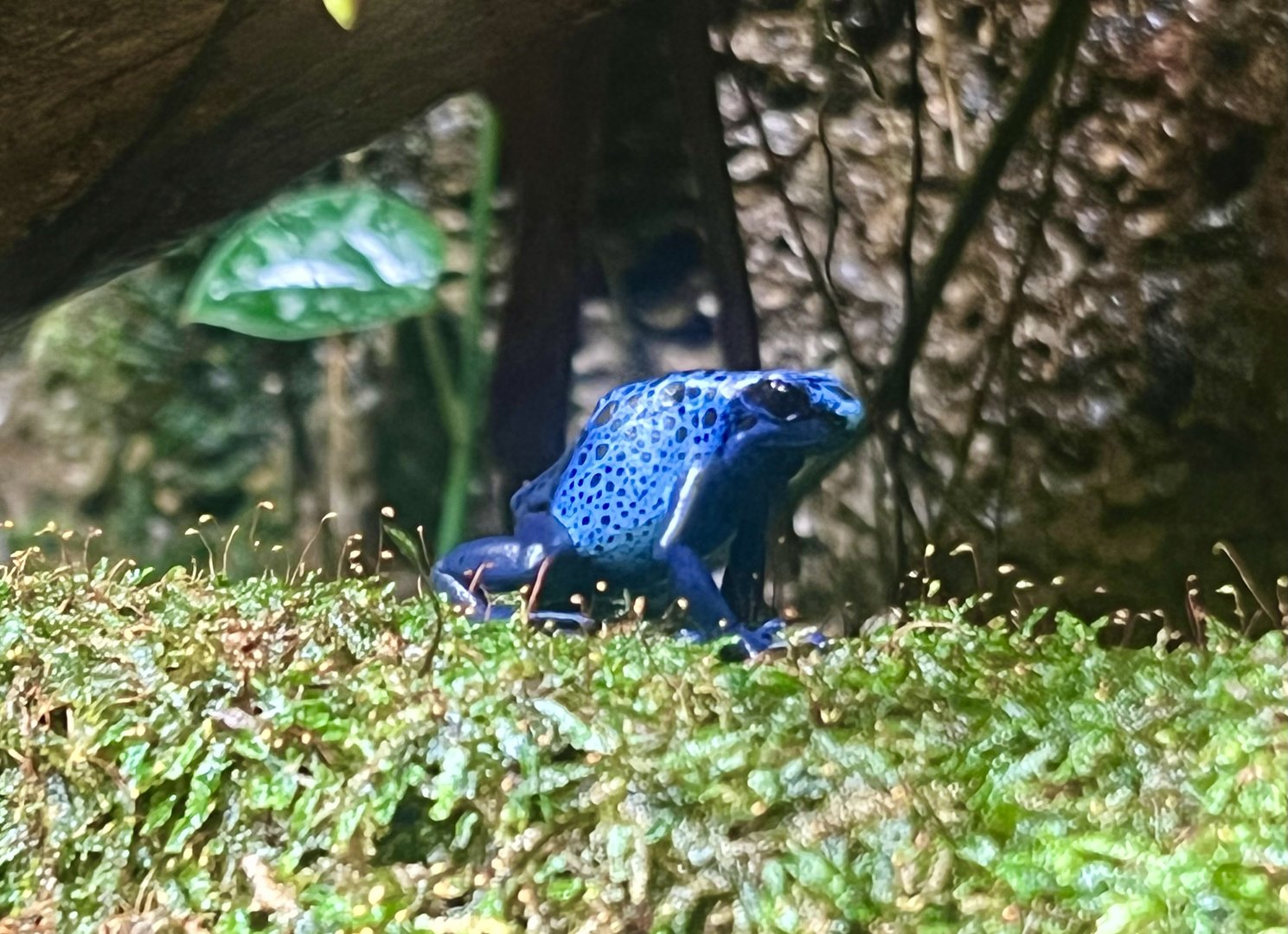 Blue Poison Dart Frog