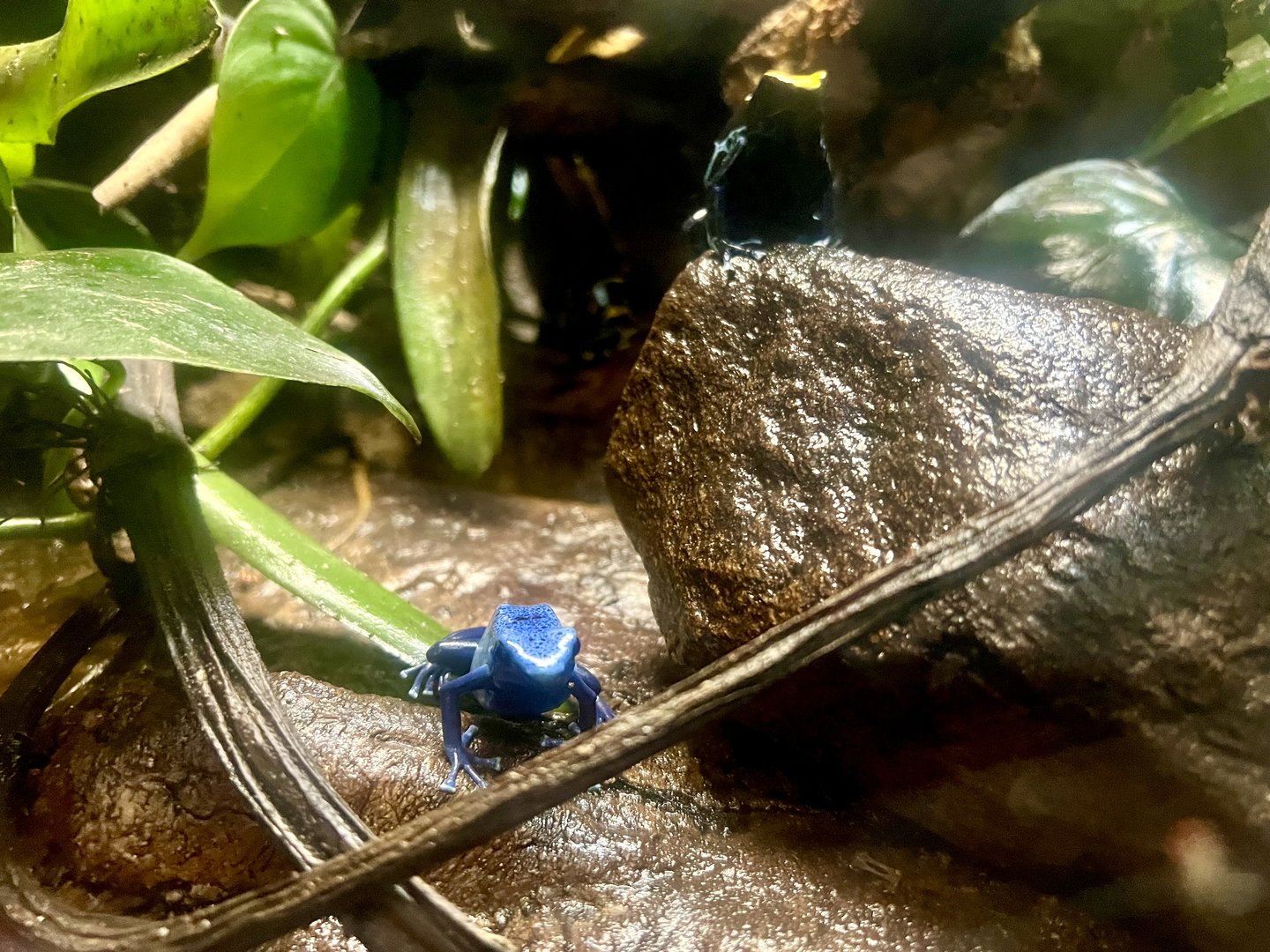 Blue Poison Dart Frog