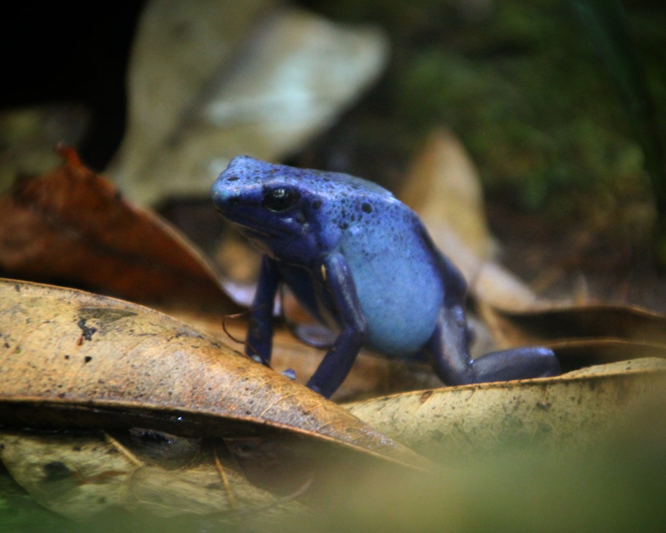 Blue Poison Dart Frog