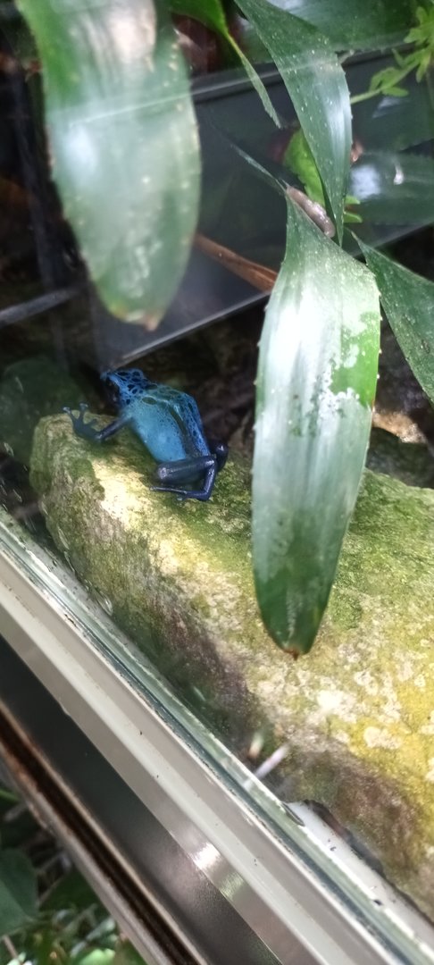 Blue poison dart Frog