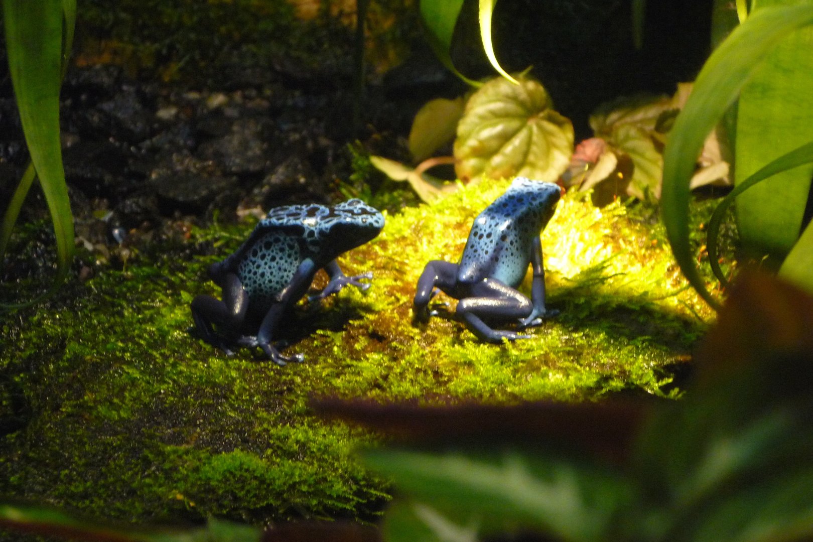 Blue Poison Dart Frog