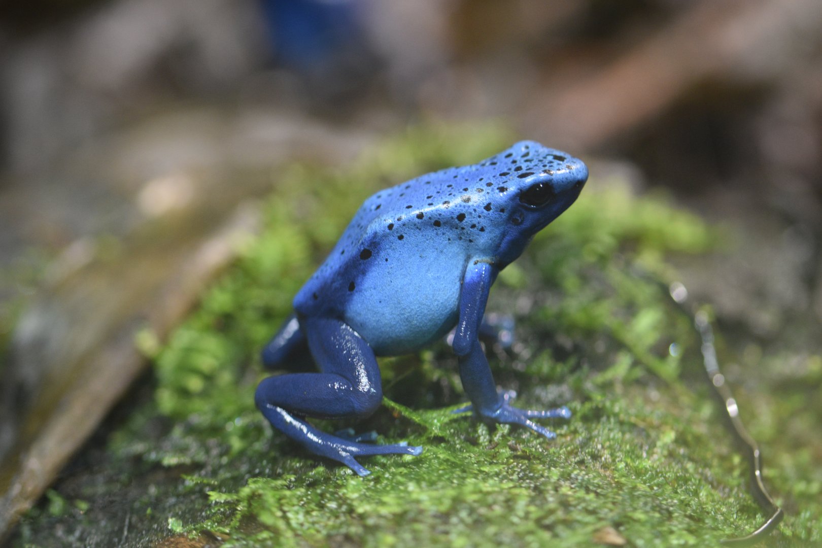 Blue poison dart frog