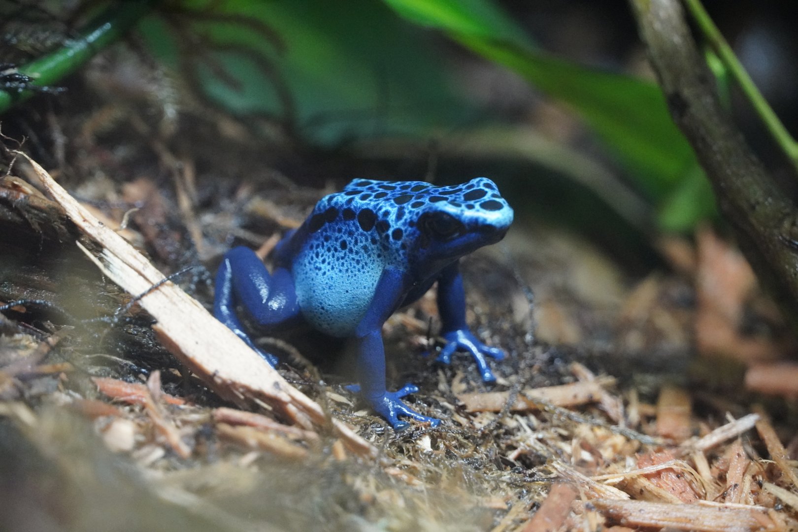 Blue Poison Dart Frog