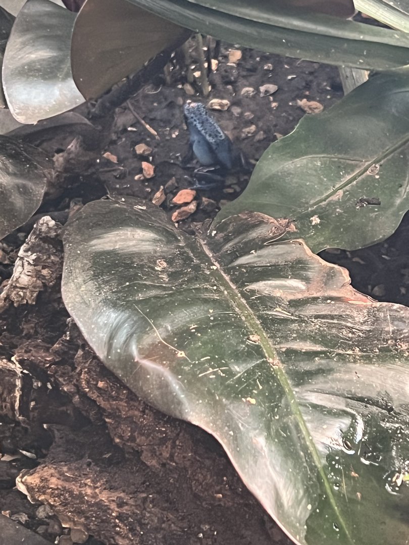 Blue Poison Dart Frog