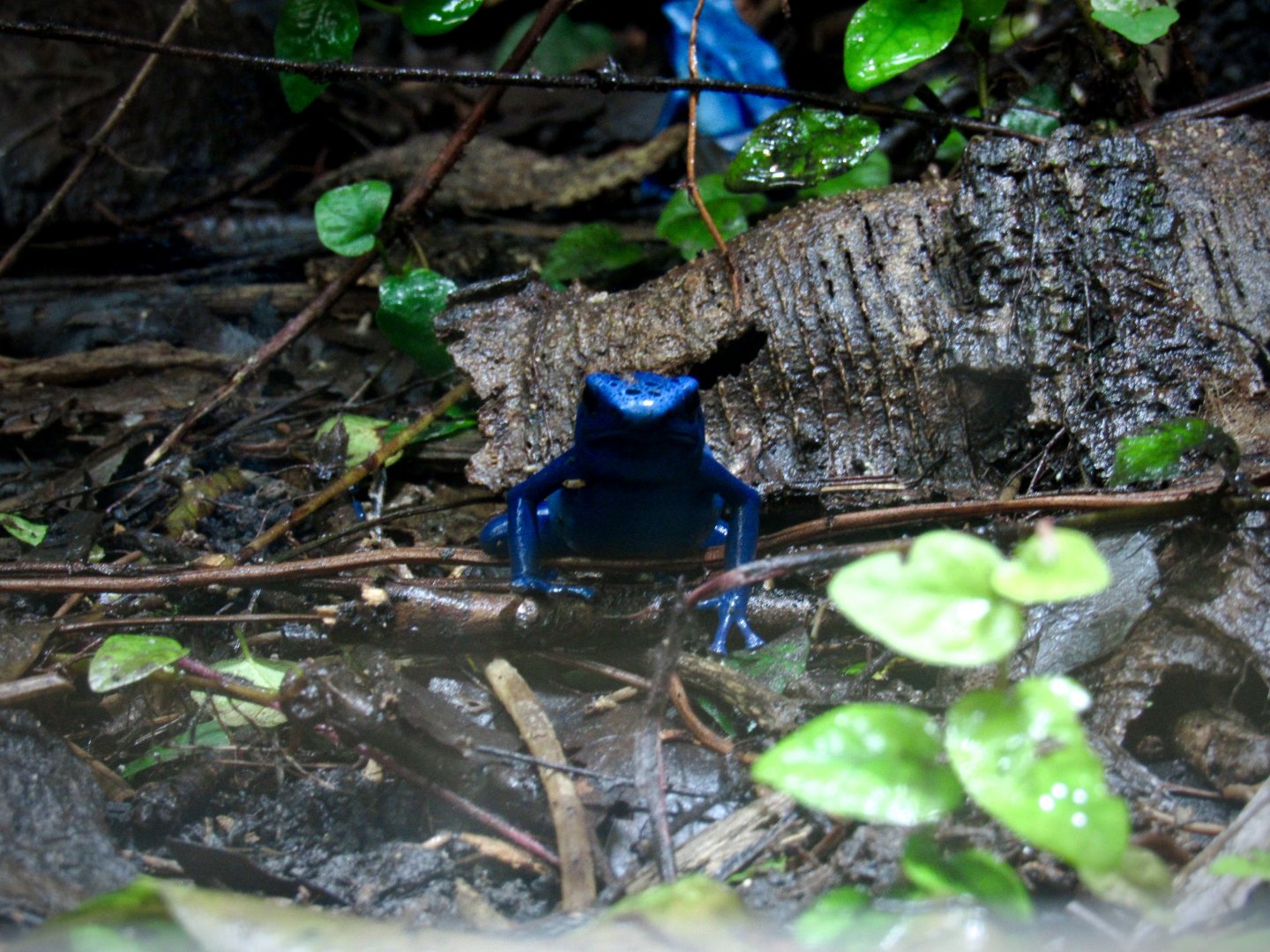 Blue poison dart frog
