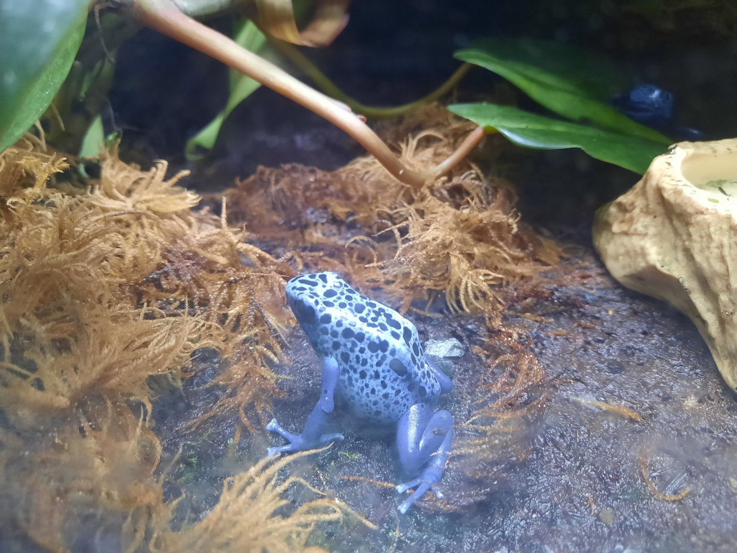 Blue Poison Dart Frog