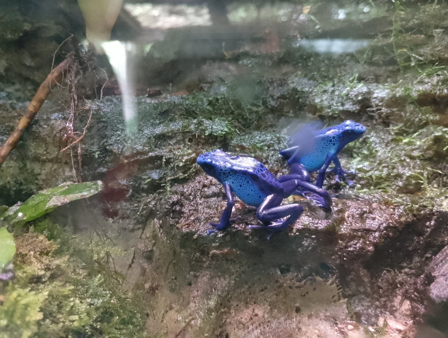 Blue poison dart frog