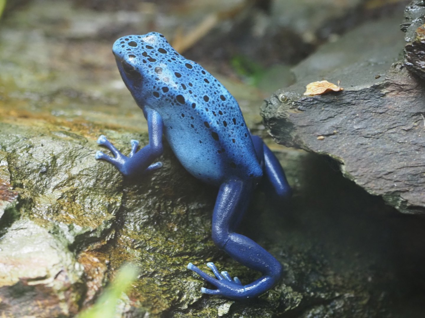 Blue Poison Dart Frog