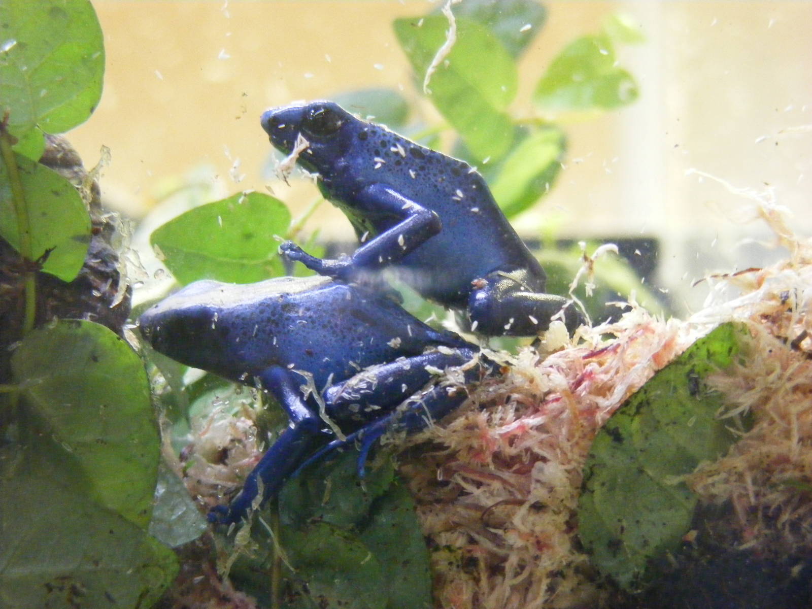 Blue poison dart frogs at Paignton Zoo, 31 December 2010