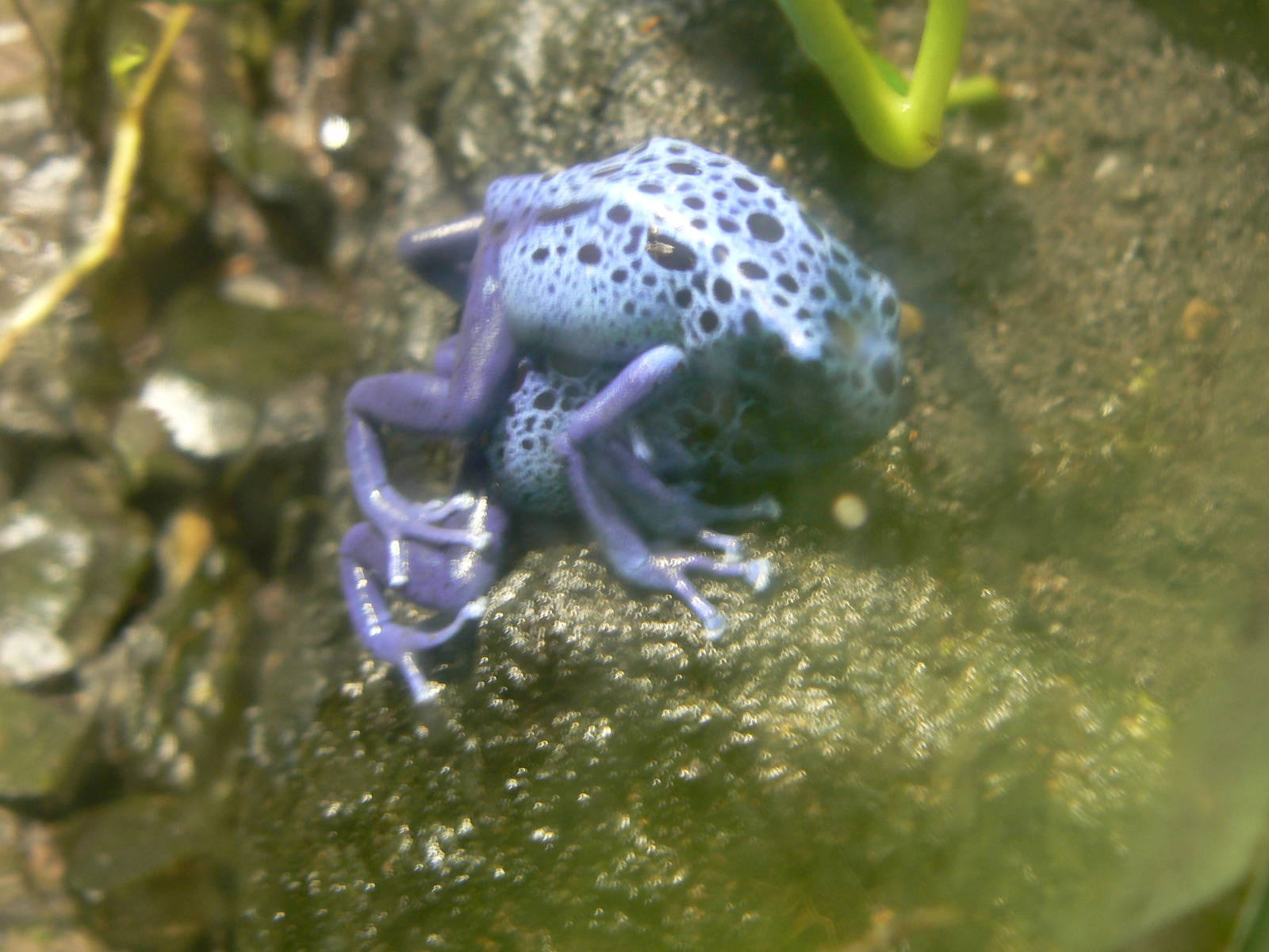 Blue Poison Dart Frogs Mating