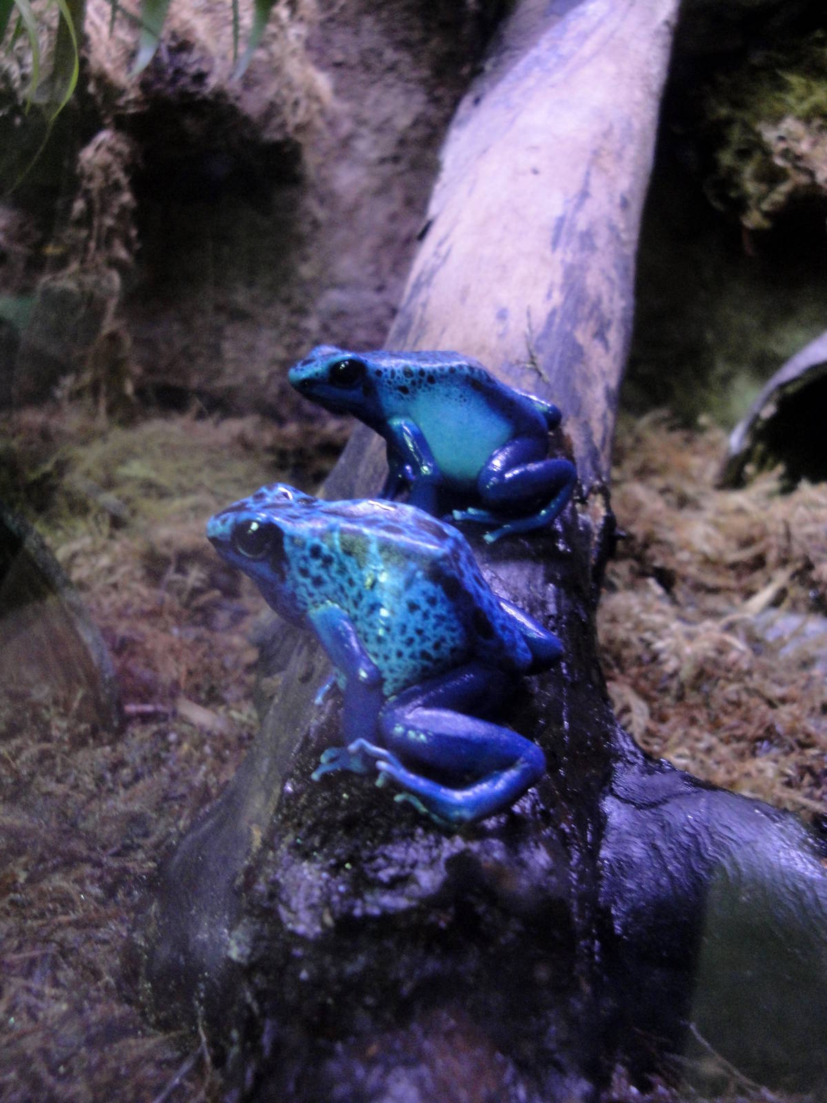 Blue Poison Dart Frogs
