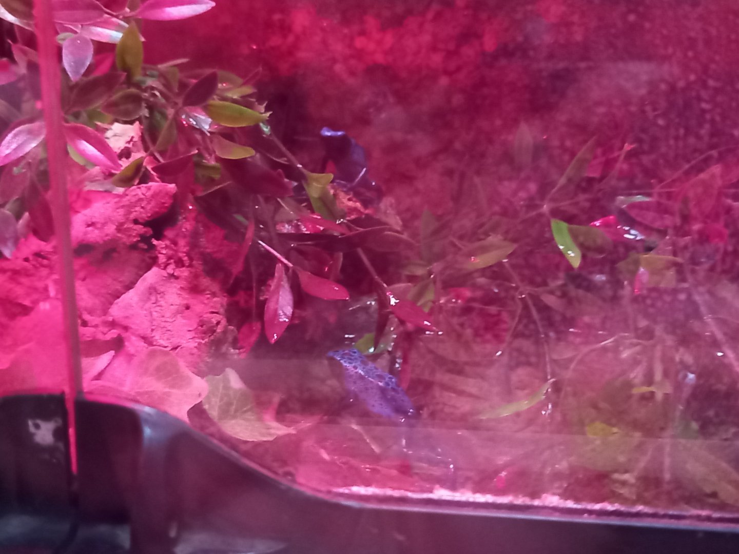 Blue Poison Dart Frogs