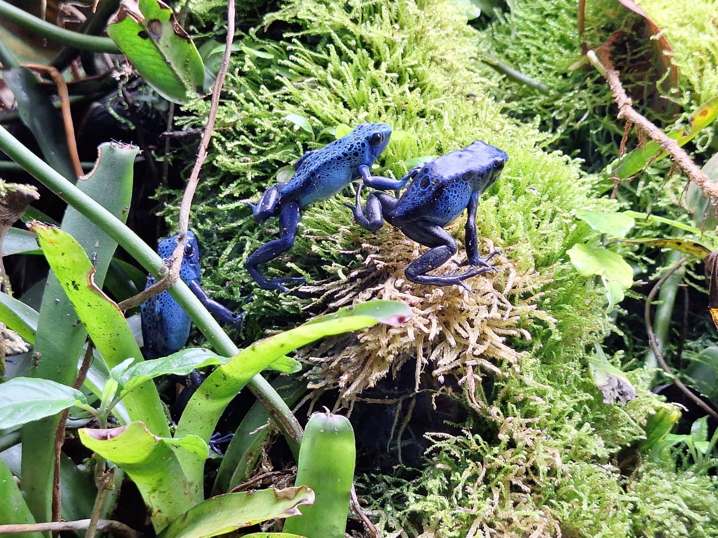 Blue Poison Dart Frogs