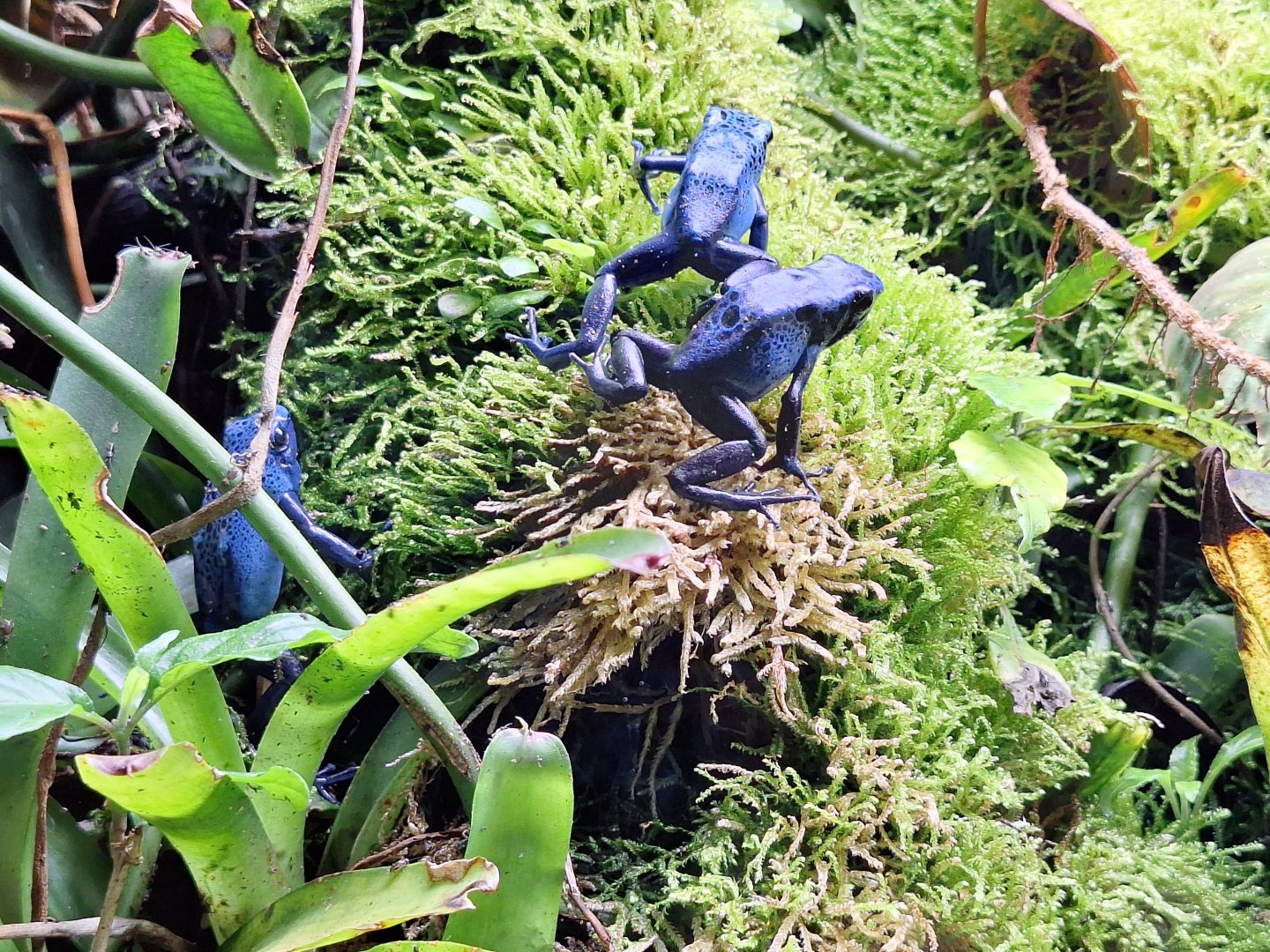 Blue Poison Dart Frogs