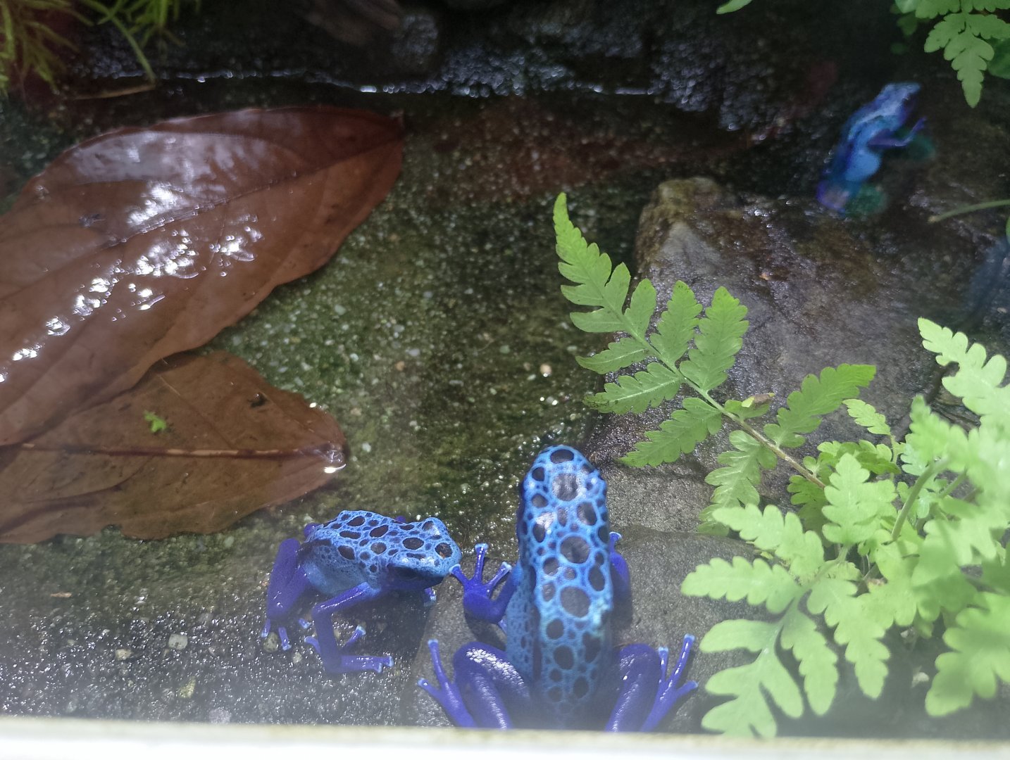 Blue poison dart frogs