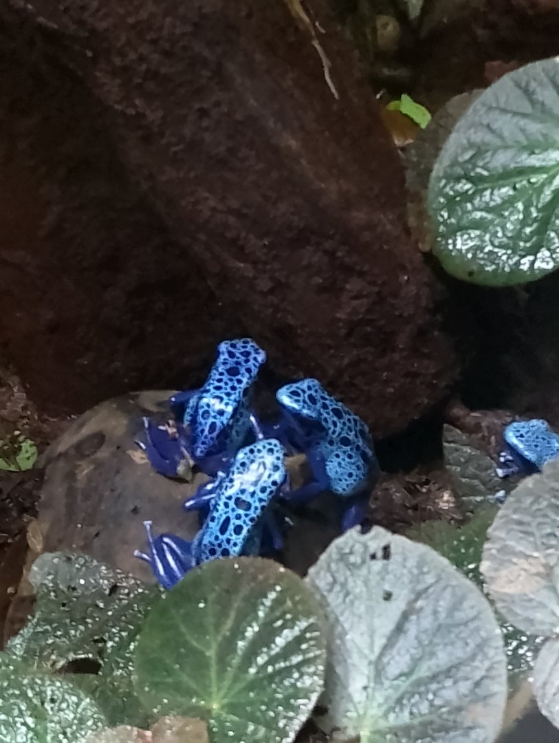 Blue poison dart frogs