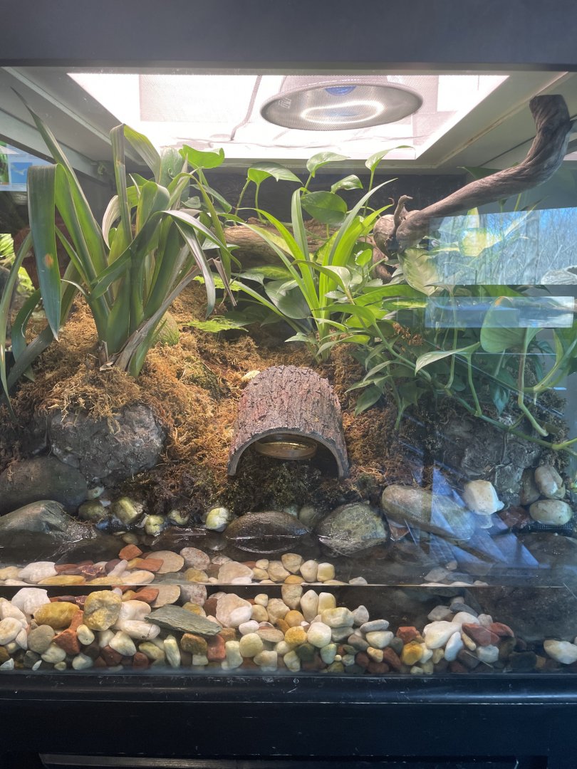 Blue Poison Dart & Yellow Banded Poison Dart Frogs