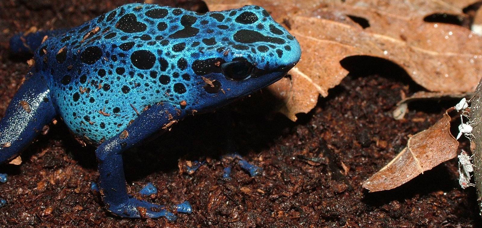 Blue Poison Dartfrog