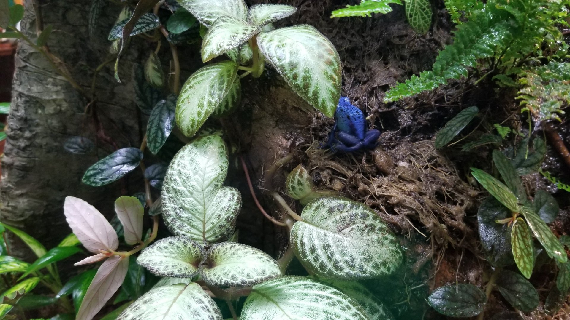 Blue Poison Frog, Amazonia
