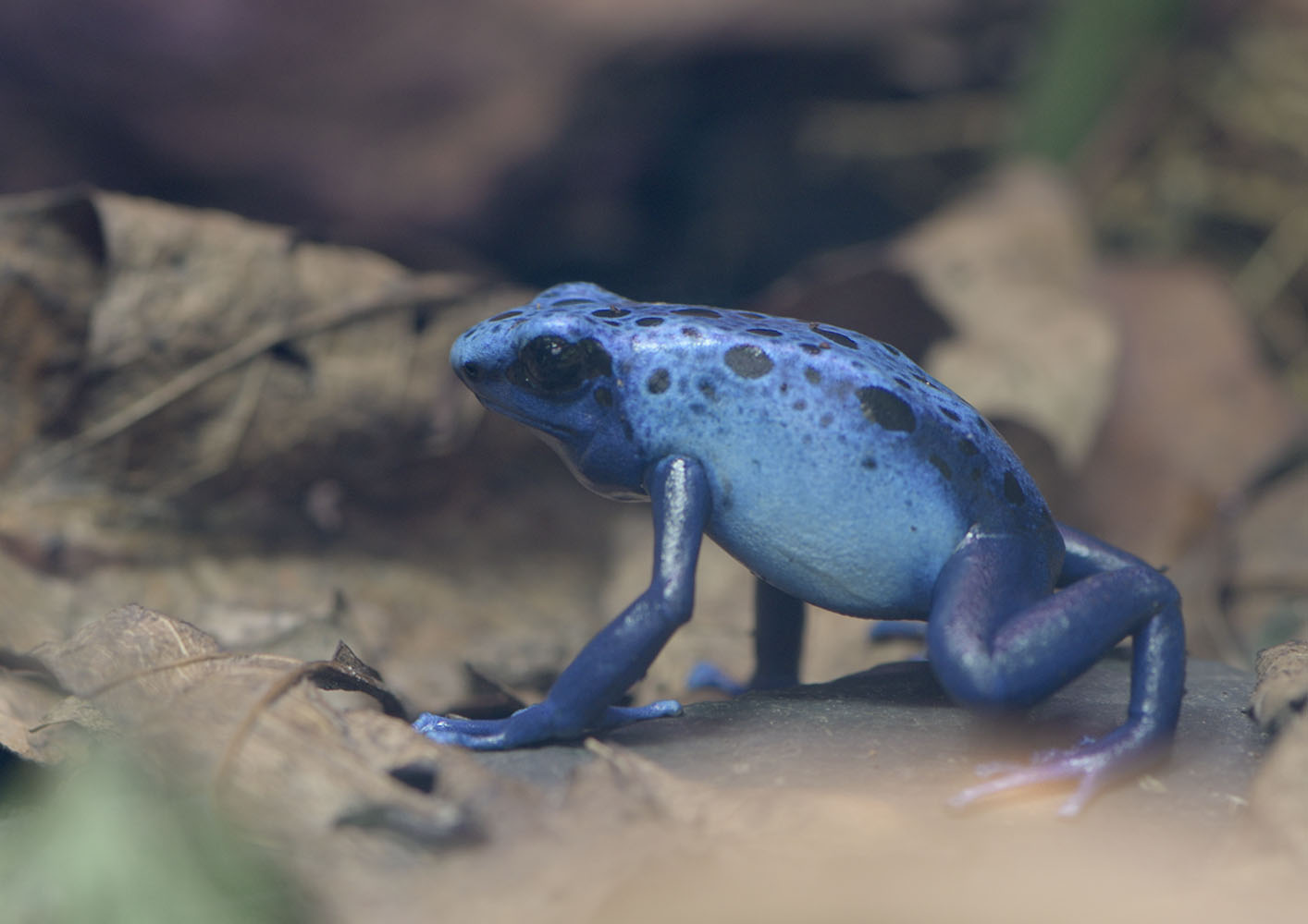 Blue poison frog
