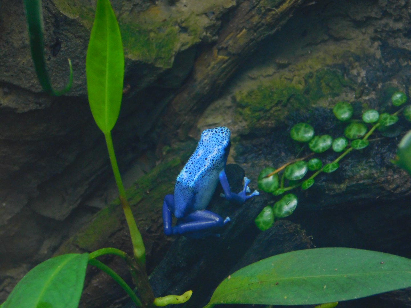 Blue Poison Frog