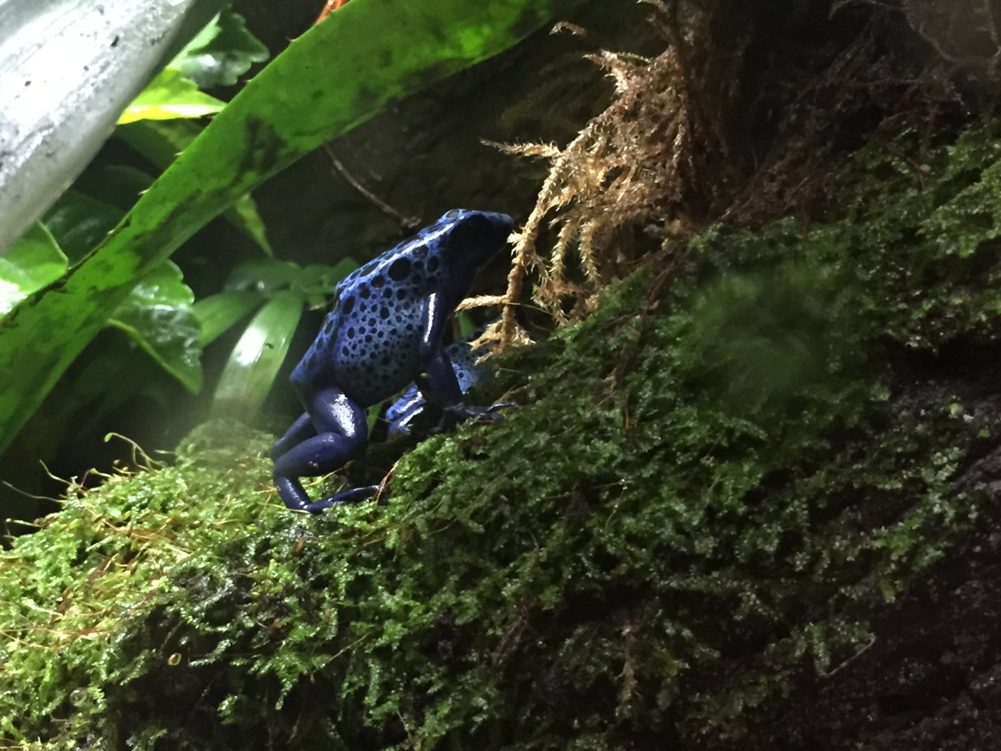Blue poison frog