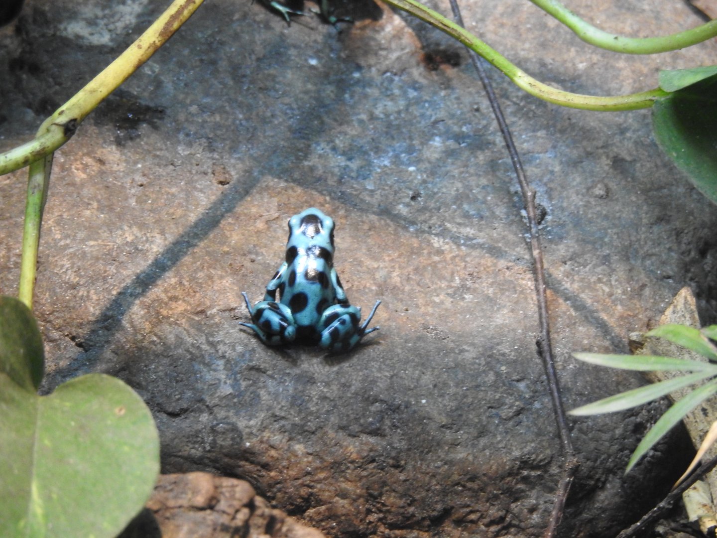 Blue poison frog