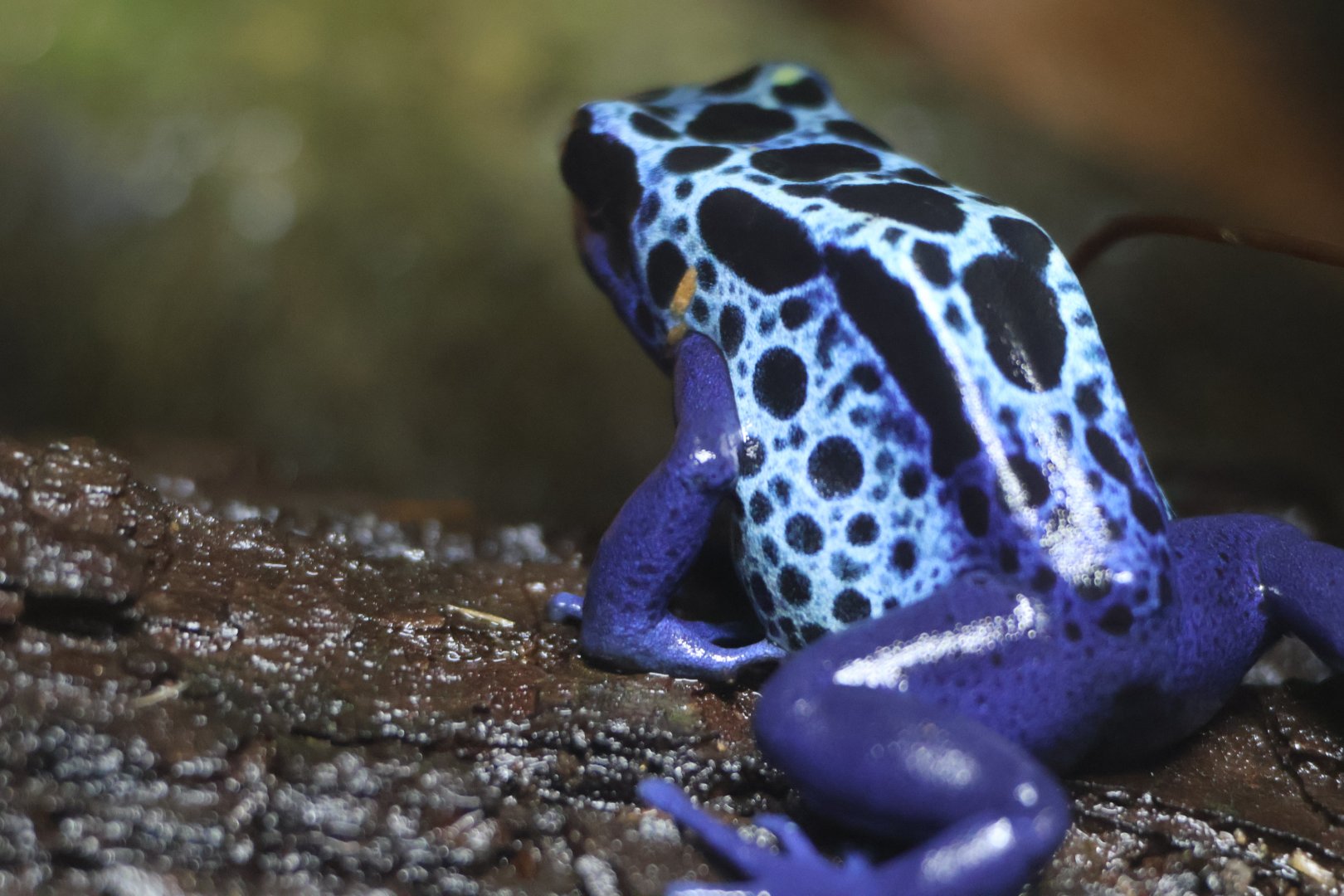 Blue Poison Frog