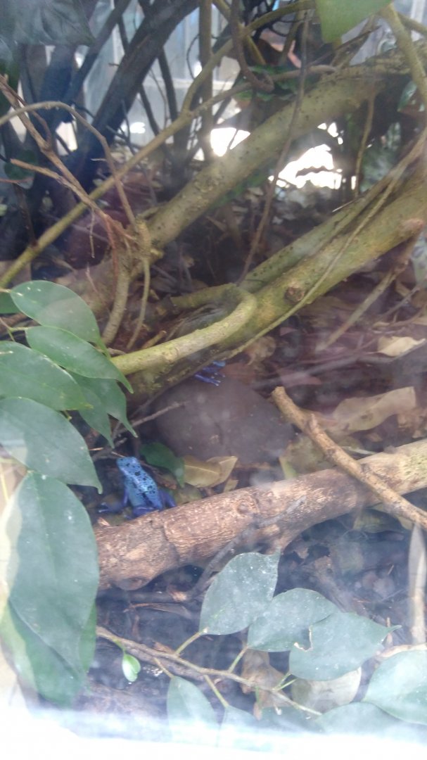 Blue poison frogs