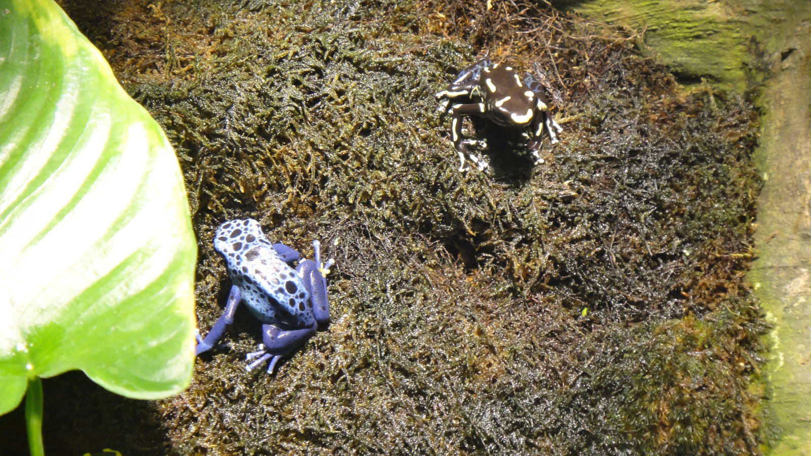 Blue posion frog and Dyeing poison frog at North Carolina zoo 2015-1-19