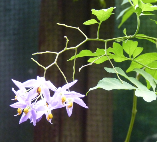 Blue potato vine (Solanum seaforthianum)