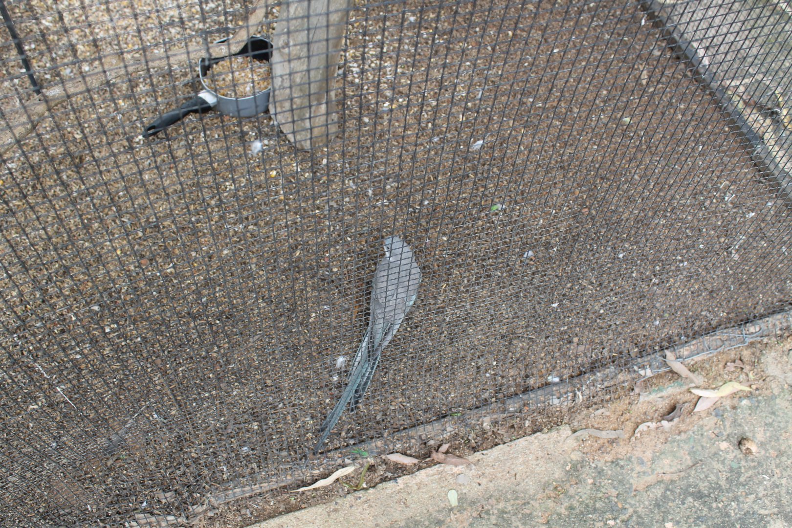 blue Princess Parrot