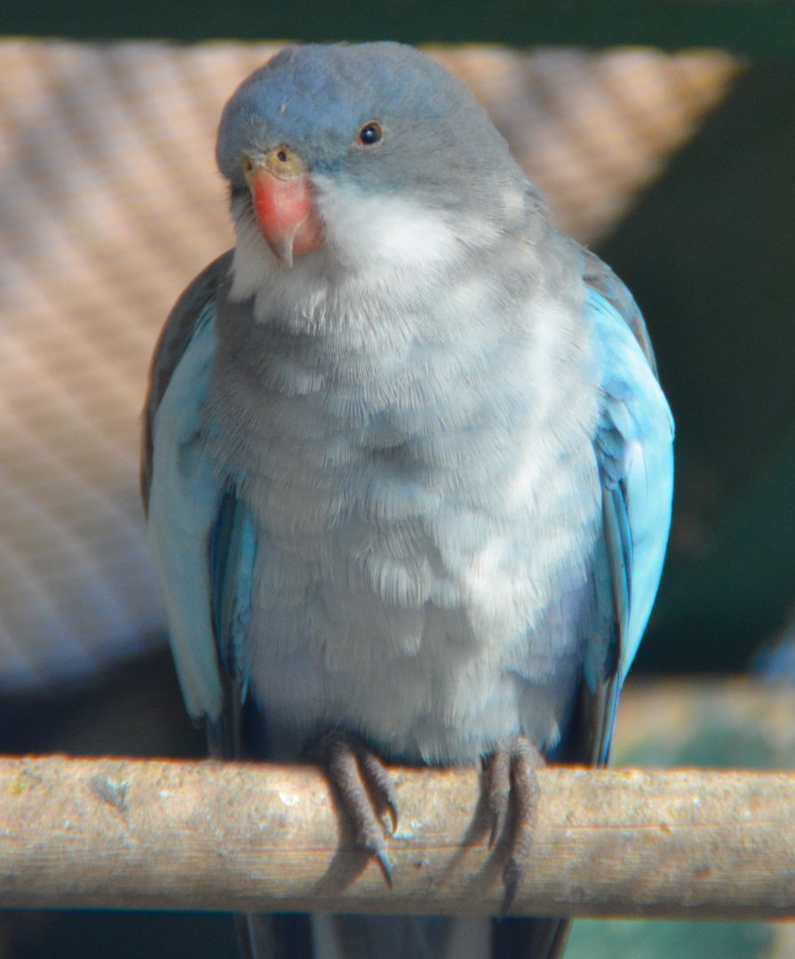 Blue Princess parrot