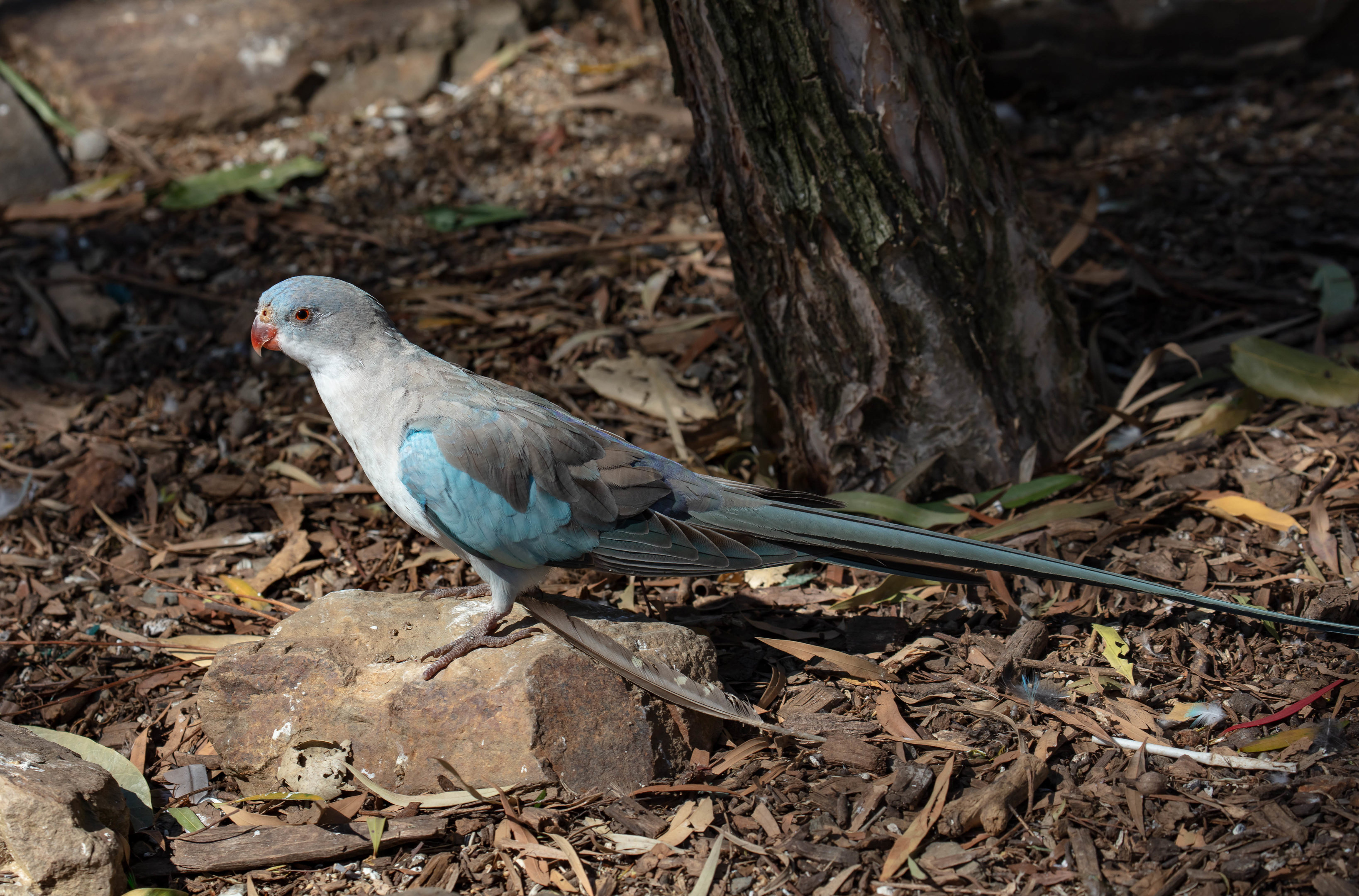 Blue Princess Parrot